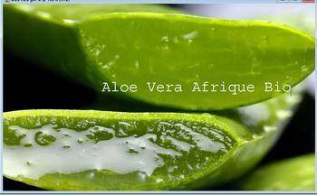 Aloe vera afrique bio