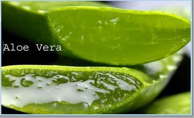 Aloe Vera How To Stop Drinking Alcohol