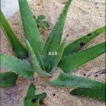 Aloe vera