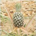 Ananas 1