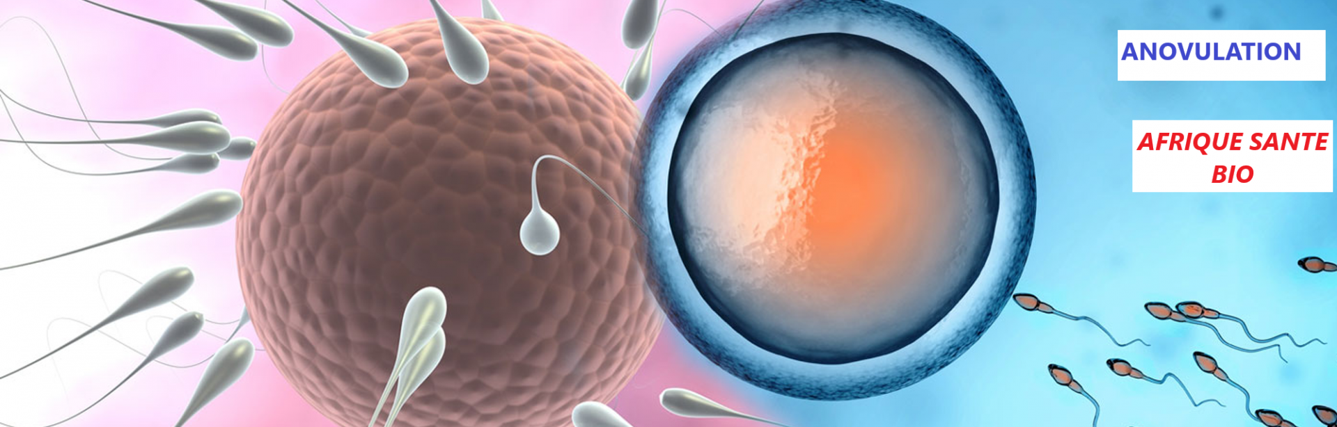 Anovulation manifestation