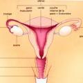 Appareil genital femme 1