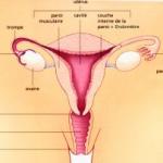 Appareil genital femme 1