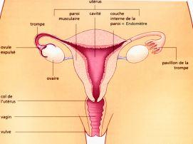 Appareil genital femme 1