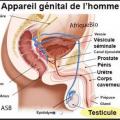 Appareil génital homme, Plantes Soigner Orchites