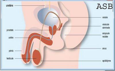 Appareil genital homme