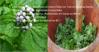 Argeratum noms en langues locales benin togo rci copier