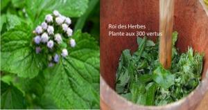 Ageratum Conizoïdes Roi des herbes