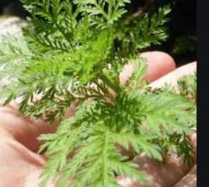Artemisia annua
