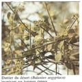 balanites-aegyptiaca-docx-asb.jpg