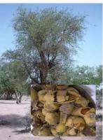 balanites-et-fruits.jpg