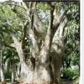 Baobab 1