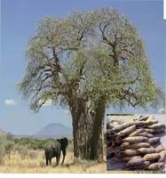 baobab-asb.jpg