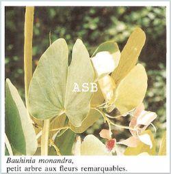 Bauhinia monandra