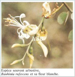 Bauhinia rufescens