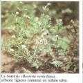 Borreria plante contre les Verrues