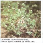 Borreria