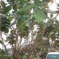 Calotropis Procera Contre la Drépanocytose