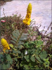 Cassia alata