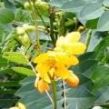 Cassia occidentalis