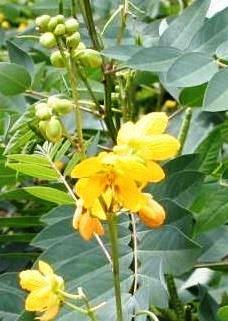 Cassia occidentalis
