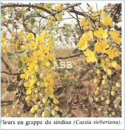 Cassia siberiana contre Faiblesse Hémiplégie