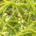 Cassytha filiformis