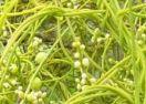 Cassytha filiformis
