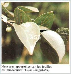 Celtis integrifilia
