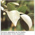 Celtis integrifilia
