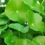 Centella djido adodo
