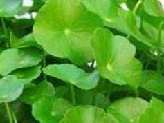 Centella djido adodo