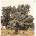 cola-cordifolia-asb.jpg
