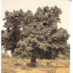cola-cordifolia-asb.jpg