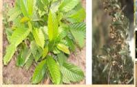 combretum-micranthum.jpg