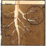 Comment enlever une racine sans tuer l arbre 2