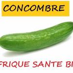Concombre 1