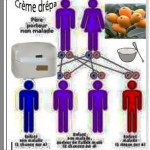Creme drepa