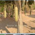 Ecorce de kigelia Traitement Naturel Adénomyose