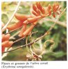 Erythrina senegalensis copier 