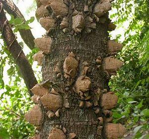 Fagara Xanthoxylum