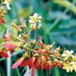 Fleur acridocarpus 1