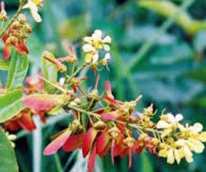 Fleur acridocarpus 1