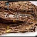 Gongoli vetiver Pour Tomber Enceinte