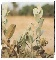 guiera-senegalensis.jpg
