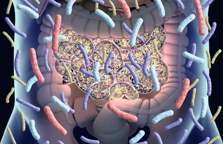 Dysbiose intestinale définitions causes et complications