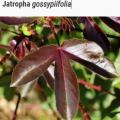 Jatropha gossypifolia et SIDA Traitement Naturel