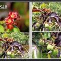 Jatropha gossypiifolia afc