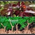 Jatropha rouge manioc et sida