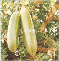 Kigelia Africana  Pour Tomber Enceinte